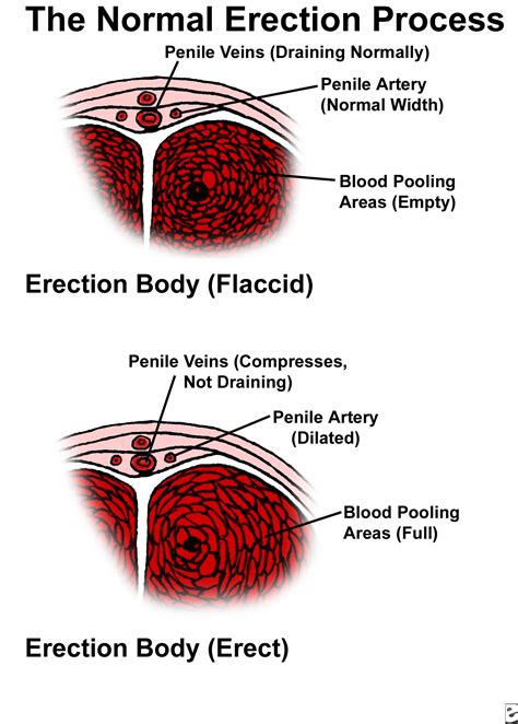 cock gif|Penis: Anatomy, Picture, Erection, and Ejaculation